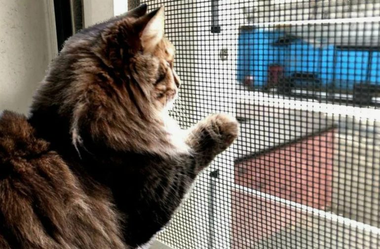 Москитная сетка антикошка для дачи: особенности выбора и эксплуатации